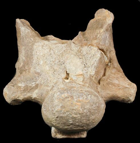 Mosasaur (Platecarpus) Dorsal Vertebra - Kansas #48770